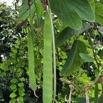 Bauhinia purpurea Frugt