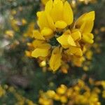 Ulex europaeusപുഷ്പം