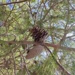 Pinus halepensis ഫലം
