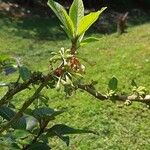 Acnistus arborescens Hoja