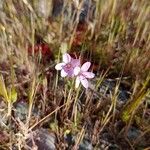 Erodium cicutarium ফুল