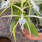 Epidendrum ciliare Flor