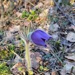 Pulsatilla grandis Flor