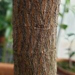 Cinchona pubescens 樹皮