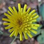 Hieracium glaucinumFloro