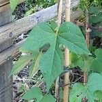 Ipomoea hederacea Φύλλο