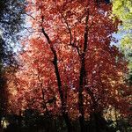 Acer grandidentatum Hábito