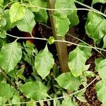 Plumbago zeylanica Blatt