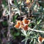 Cistus umbellatusFruto