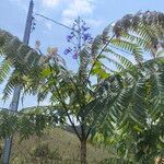 Jacaranda cuspidifolia Flor