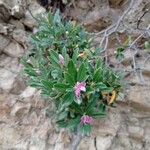 Daphne sericea Λουλούδι