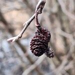 Alnus serrulata Fruto