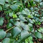 Rubus echinatus Leaf