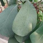 Ficus craterostoma Blad