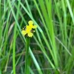 Xyris difformis Flor