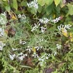 Eupatorium hyssopifolium 花