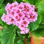 Bergenia crassifolia Blomma