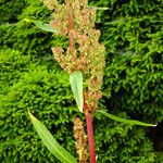 Rumex cristatus Flower