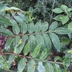 Rhus copallinum Fuelha