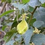 Cardiospermum grandiflorum Mbuma