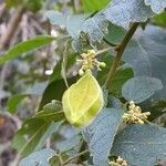 Cardiospermum grandiflorum Frukt