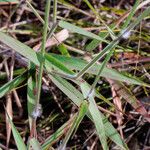 Melinis minutiflora Habit