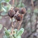 Cistus albidusFruit