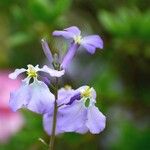 Orychophragmus violaceus Blüte