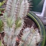 Euphorbia polygona Habitat