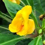 Impatiens auricoma Blomst