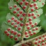 Dryopteris erythrosora Fruit