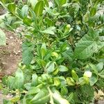 Buxus sempervirensΦύλλο