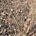 Bassia hyssopifolia Flor