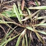 Polianthes tuberosa Blatt