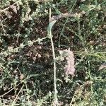 Atriplex littoralis Leaf