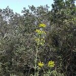 Euphorbia biumbellata Fleur