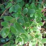 Arctostaphylos uva-ursi পাতা