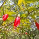 Malvaviscus arboreus Blüte