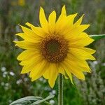 Helianthus annuusFlower