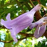 Jacaranda mimosifolia Blomst