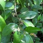 Solanum lanceifolium Other