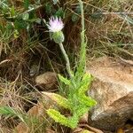 Tyrimnus leucographus Habit