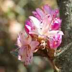 Rhododendron pubescens Flor