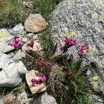 Pedicularis pyrenaica Plante entière