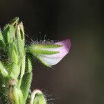 Ononis striata Other