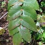 Berberis aquifoliumЛист