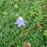 Campanula persicifoliaЦвят