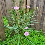 Ruellia simplex Lehti