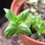 Crassula alpestris Hoja