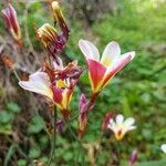 Sparaxis tricolor Blomma